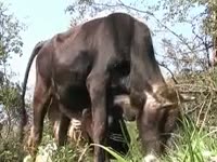 Grosse coquine enfile le gland d'un chien dans son vagin